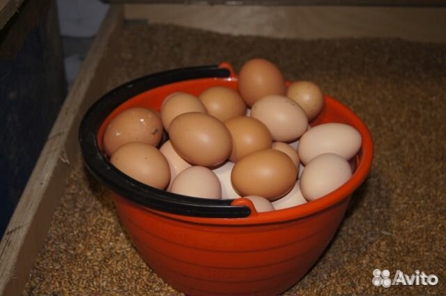 Курочки Пордистые Ливенской Ситцевой 6 месяцев