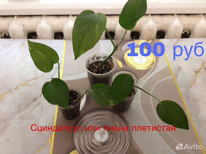 Домашние цветы