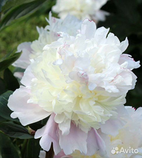 Пионы саженцы