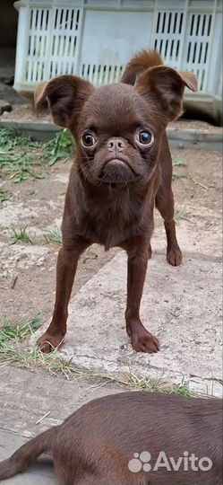 Пти брабансон мальчик