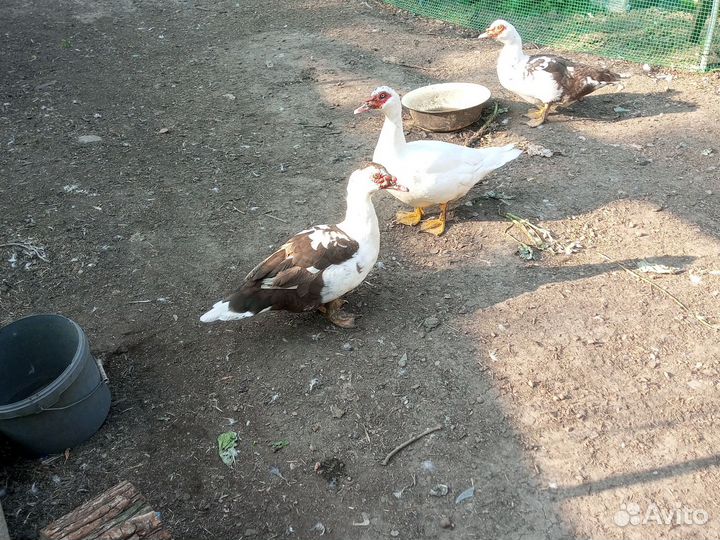 Мускусные утки- селезни