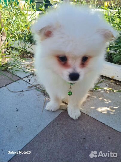 Щенки шпица