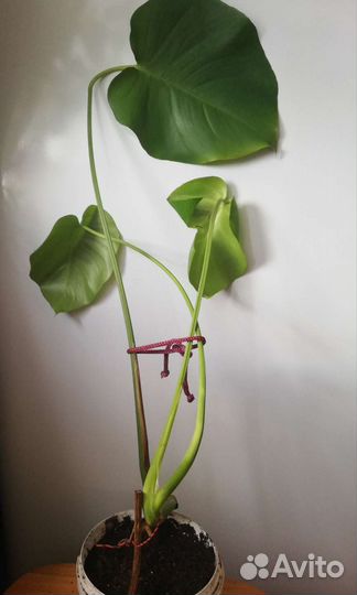 Фикус Бенжамина, Монстера,сциндапсус,филодендрон