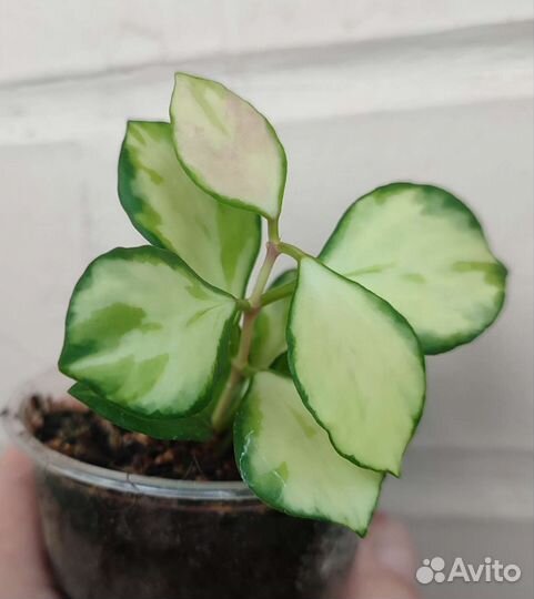 Разные комнатные цветы 3