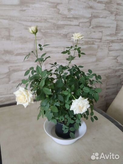 Роза комнатная домашняя