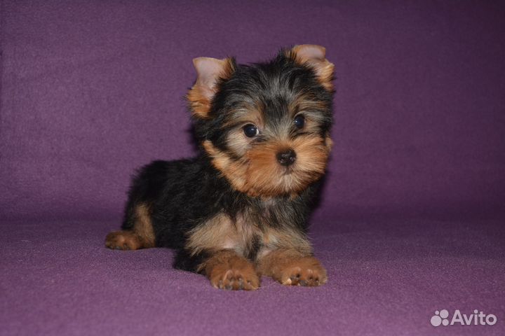 Стандартные и мини девочки с док-ми РКФ