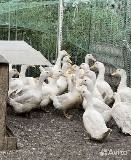 Уточки Стар 53