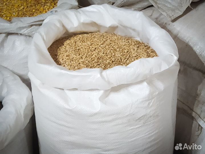 Ячмень фуражный, мешок 40 кг