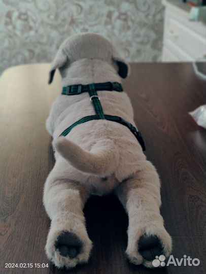 Собака (реалистичная игрушка)