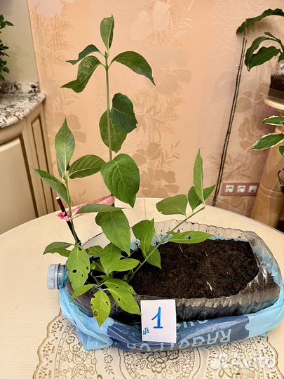 Бересклет Европейский саженцы