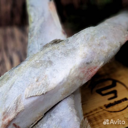 Рыба Голец н/р с/м