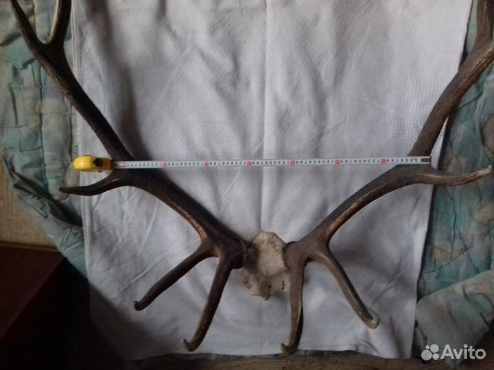 Рога изюбра