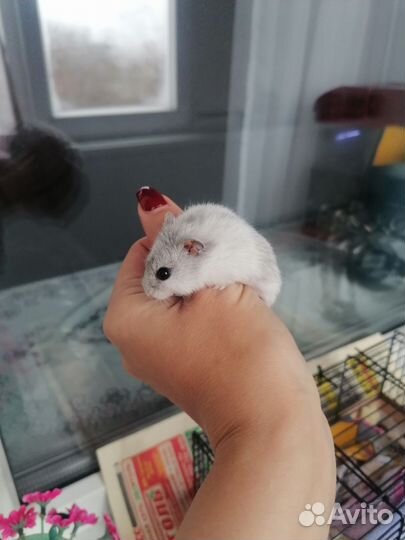 Хомяк с клеткой