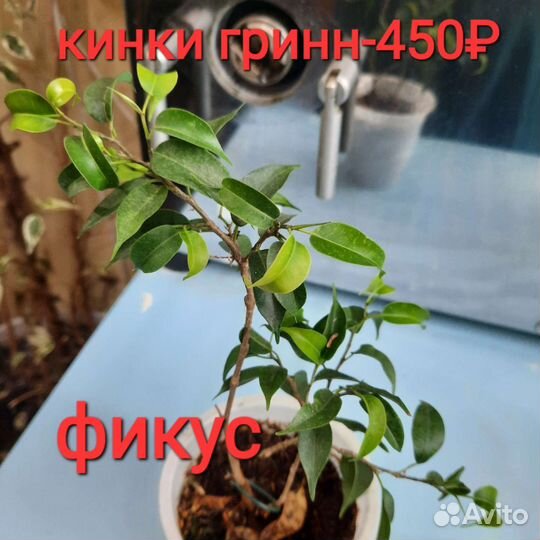 Фикус,сингониум, Сциндапсус