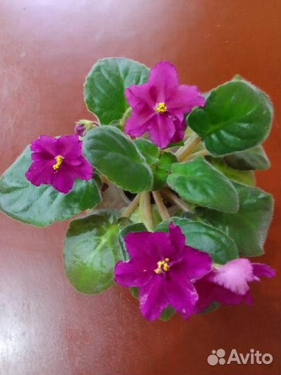 Сортовые фиалки