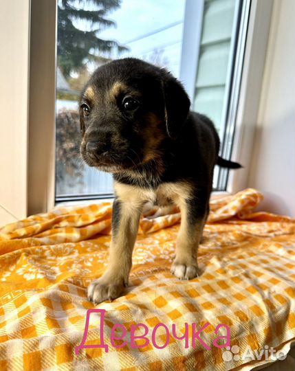 Щенки в добрые руки