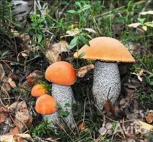 Грибы свежие. Подосиновики