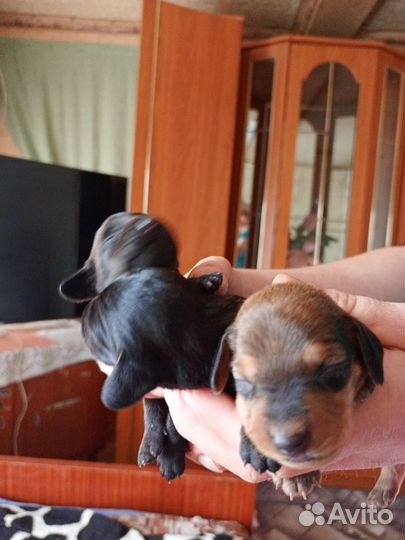 Карликовая такса