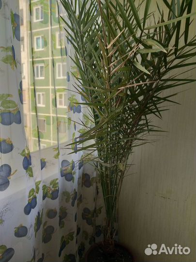 Финиковое дерево