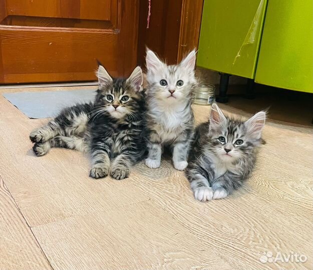 Котята Мейн- Кун
