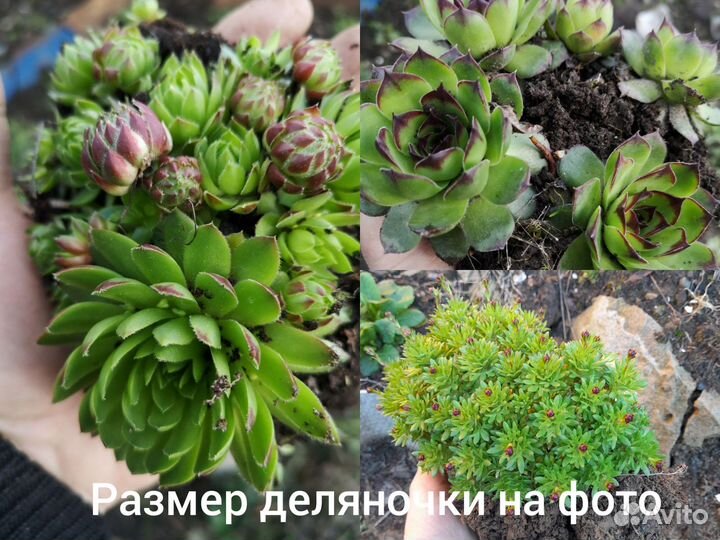 Почвопокровные суккуленты для альпийской горки