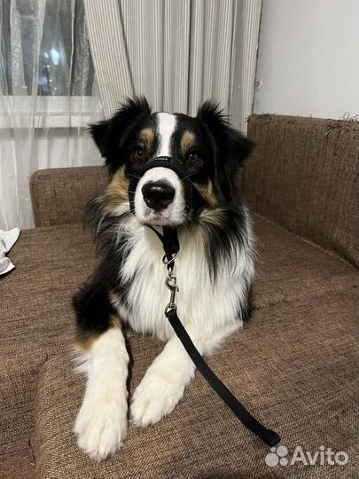 Недоуздок халти