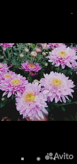 Хризантема