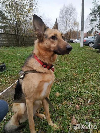 Собака Рона в дар