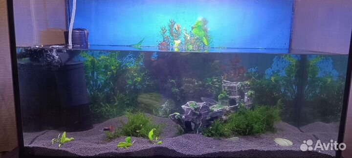 Аквариум +