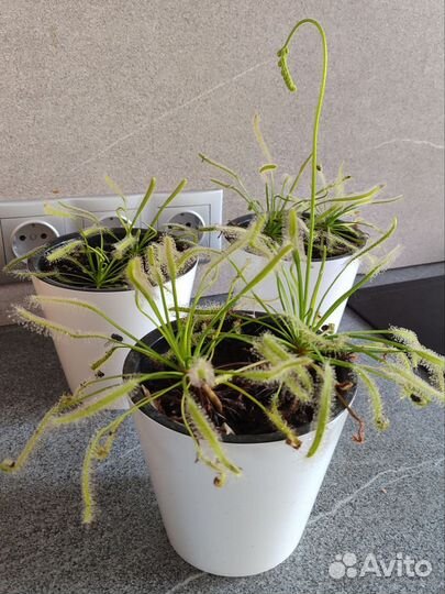 Росянка растение