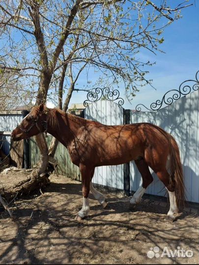 Продам жеребца