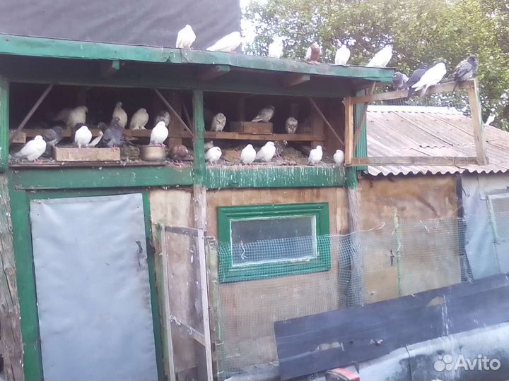 Продажа бакинских голубей
