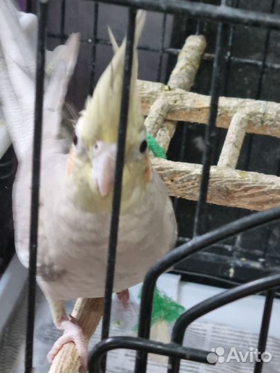 Попугай корелла и какарики