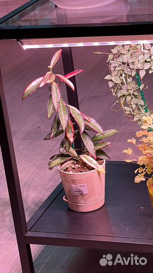 Хойя wayettii Lori Lyn