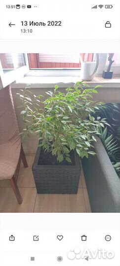 Комнатные растения