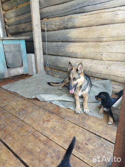 Щенки немецкой овчарки
