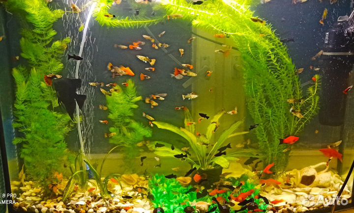 Рыбки Гуппи Меченосцы Моллинезии Сомики