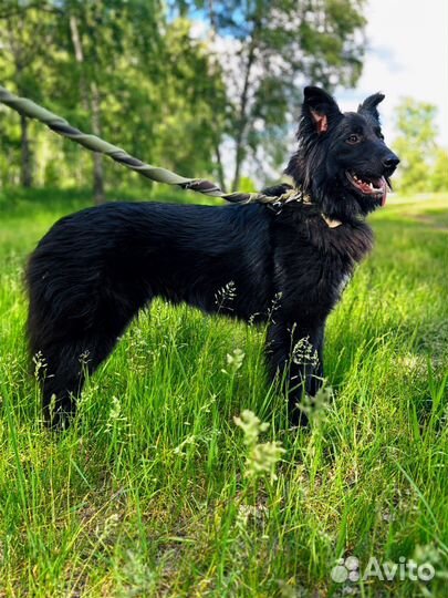 Собака из приюта ищет дом