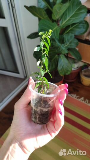 Миртовое дерево