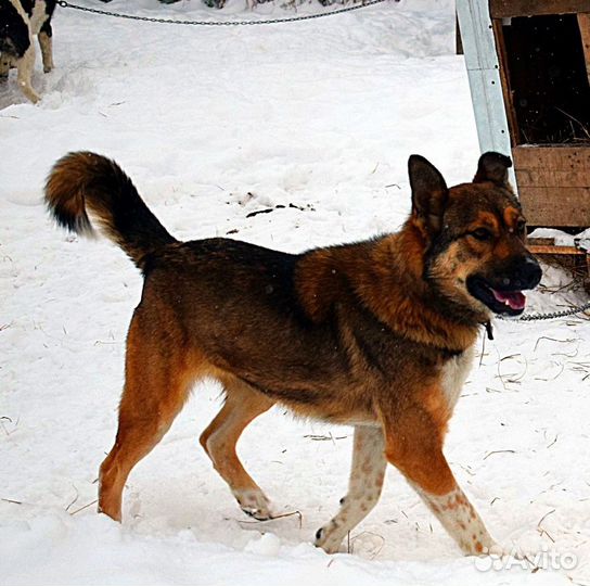 Собаки
