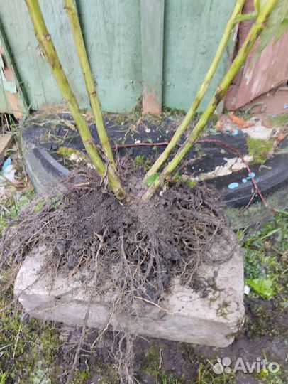 Флокс метельчатый Твист