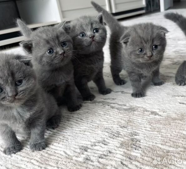 Британские котята