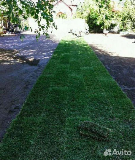 Рулонный и посевной газон