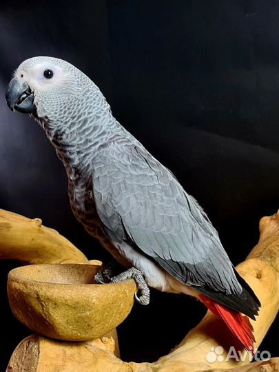 Птенцы попугая говорящего