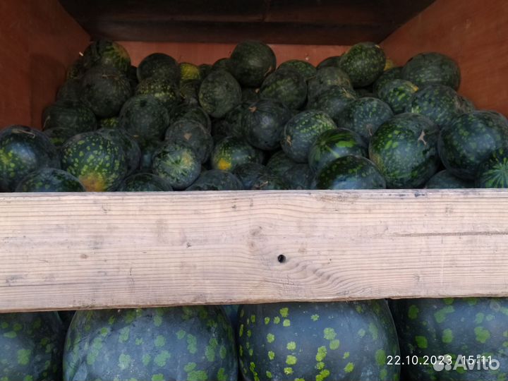 Арбуз холодок