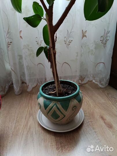 Фикус. Панданус