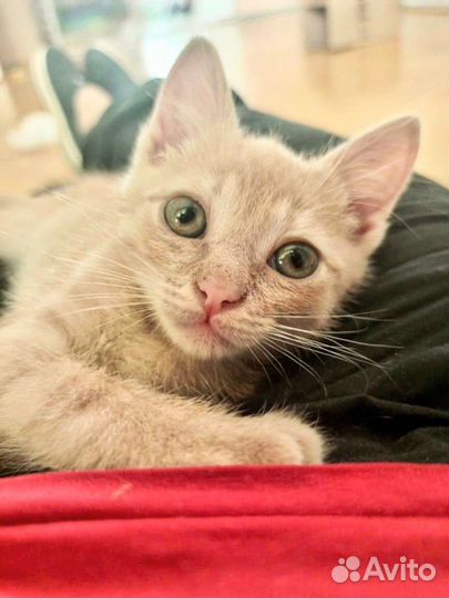 Котенок Шурик в поисках семьи