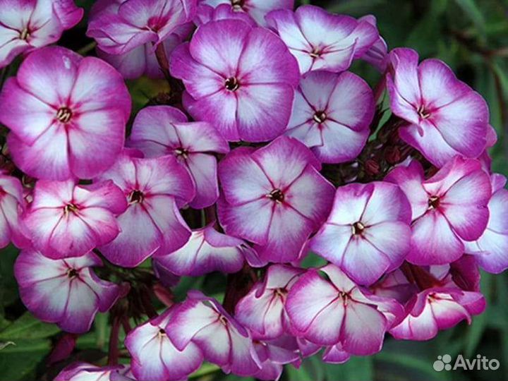 Флокс (Sweet Summer Fantasy)