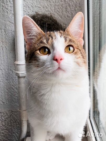 Позитивный, добрейший кот Сёмка