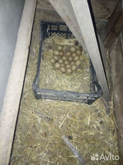 Инкубационное яйцо фазана всегда в наличии